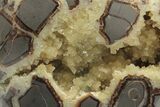 Calcite Crystal Filled, Polished Septarian Bear - Utah #207772-2